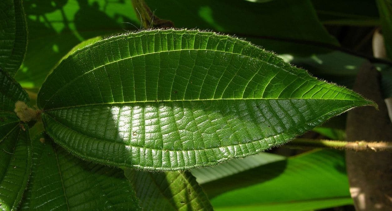 Miconia 8