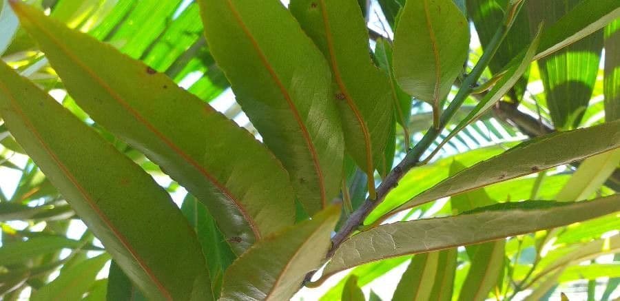 Cossinia pinnata 18