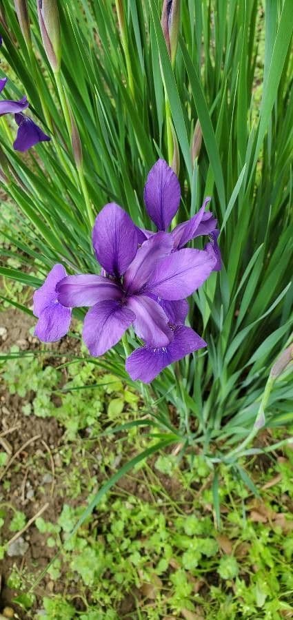 Schwert-Iris 4