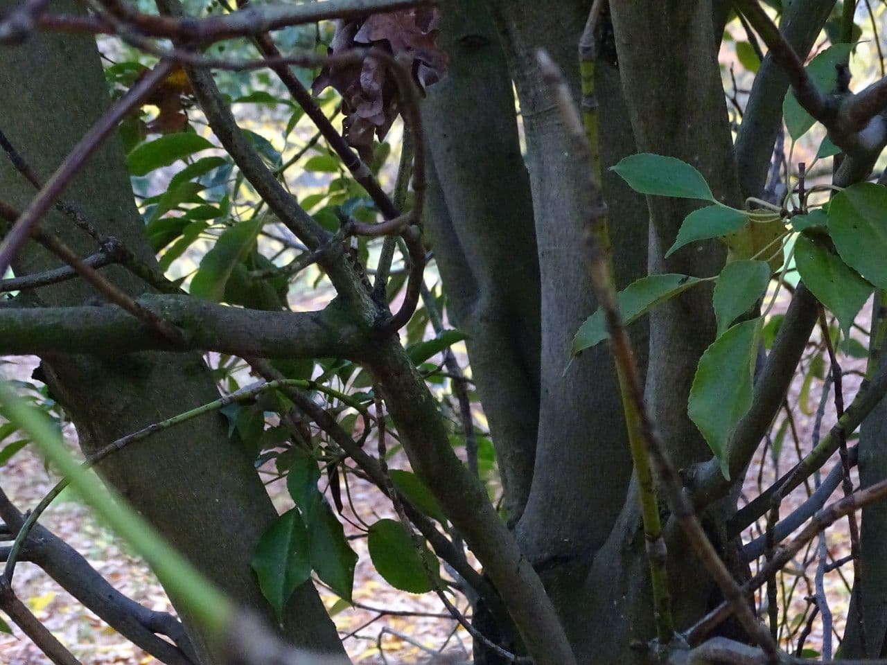 Trochodendron 22