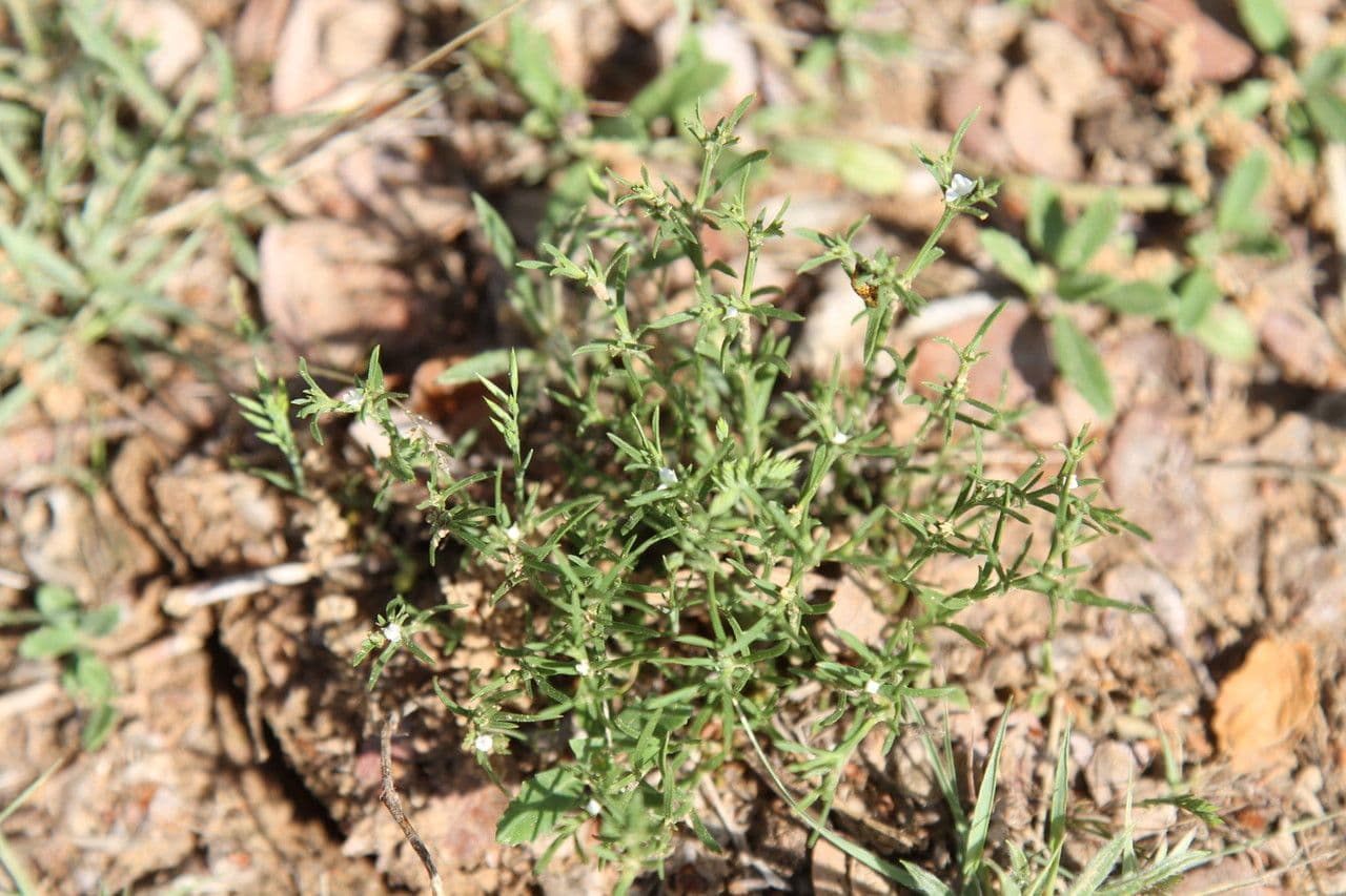 Polypremum procumbens 8