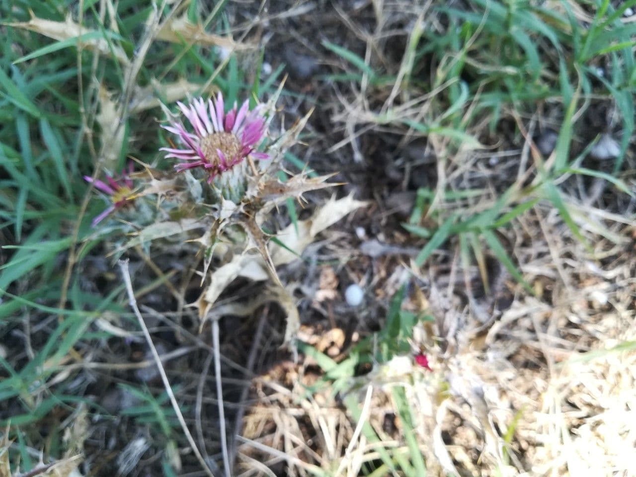 Carlina lanata 14
