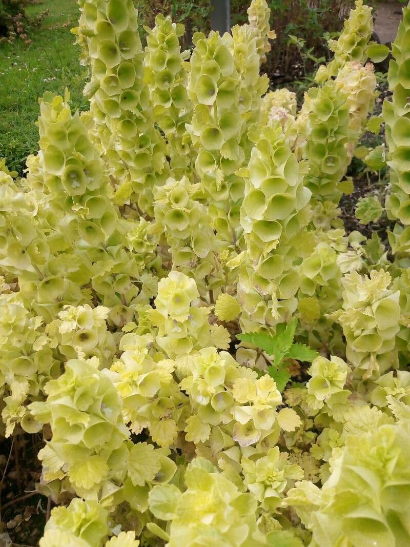 Glockenblume 8