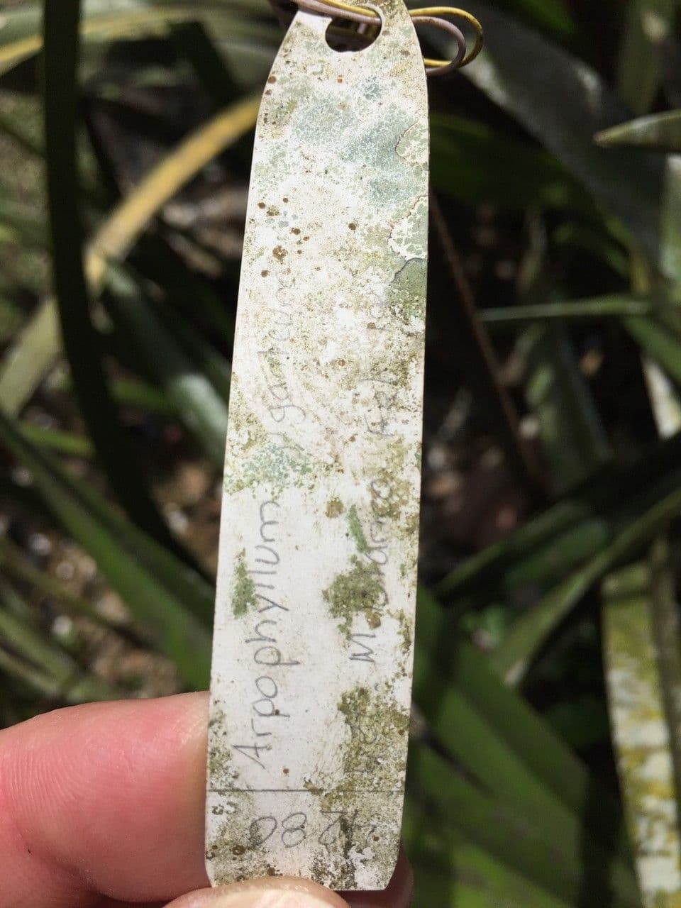Arpophyllum 6