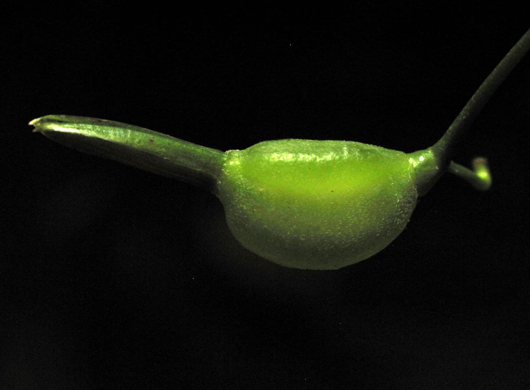 Maranta