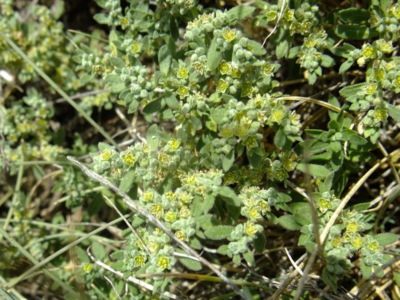 Herniaria hirsuta 12