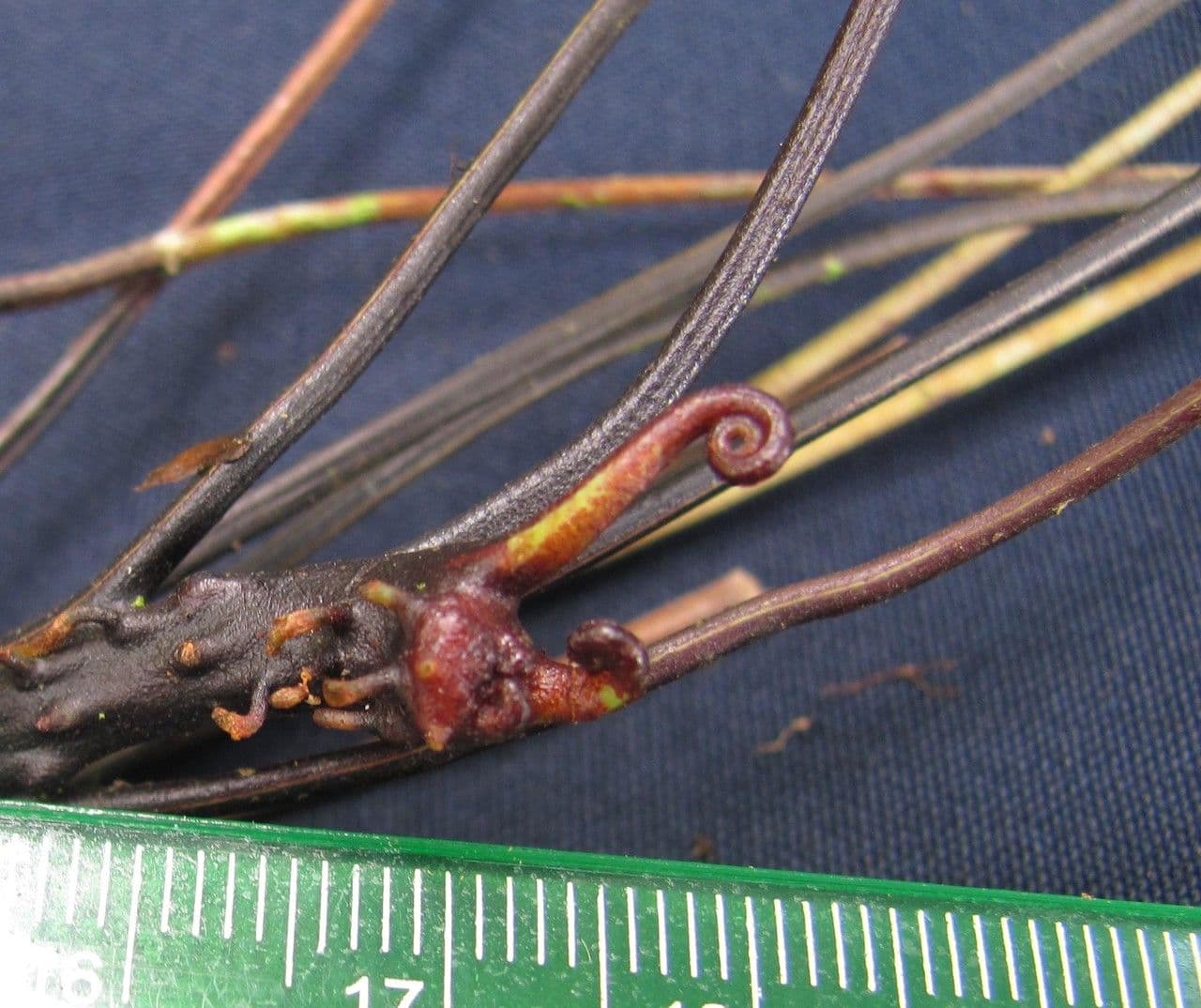 Elaphoglossum