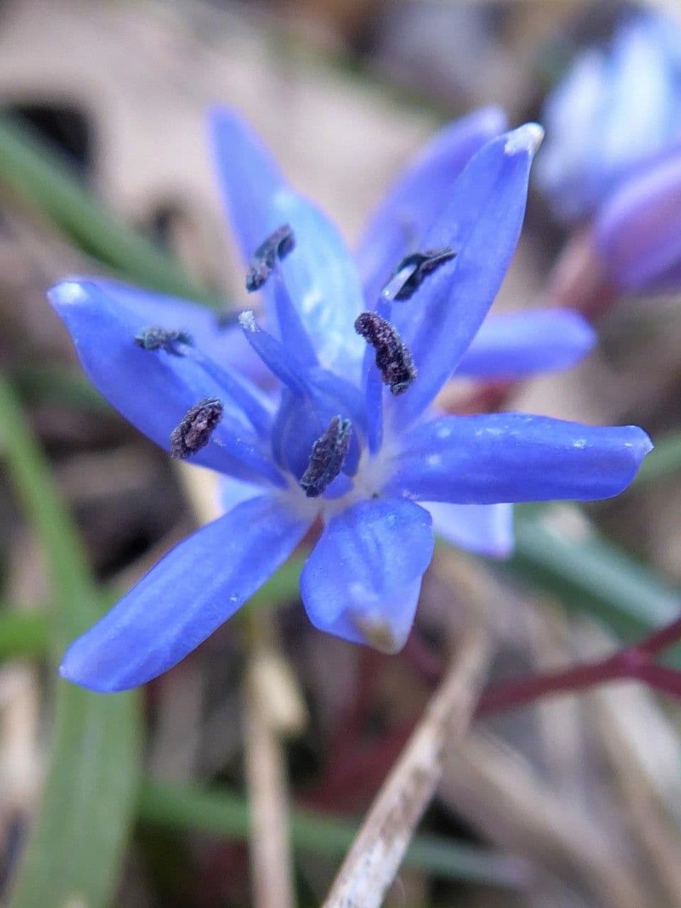 Scilla viennese 3