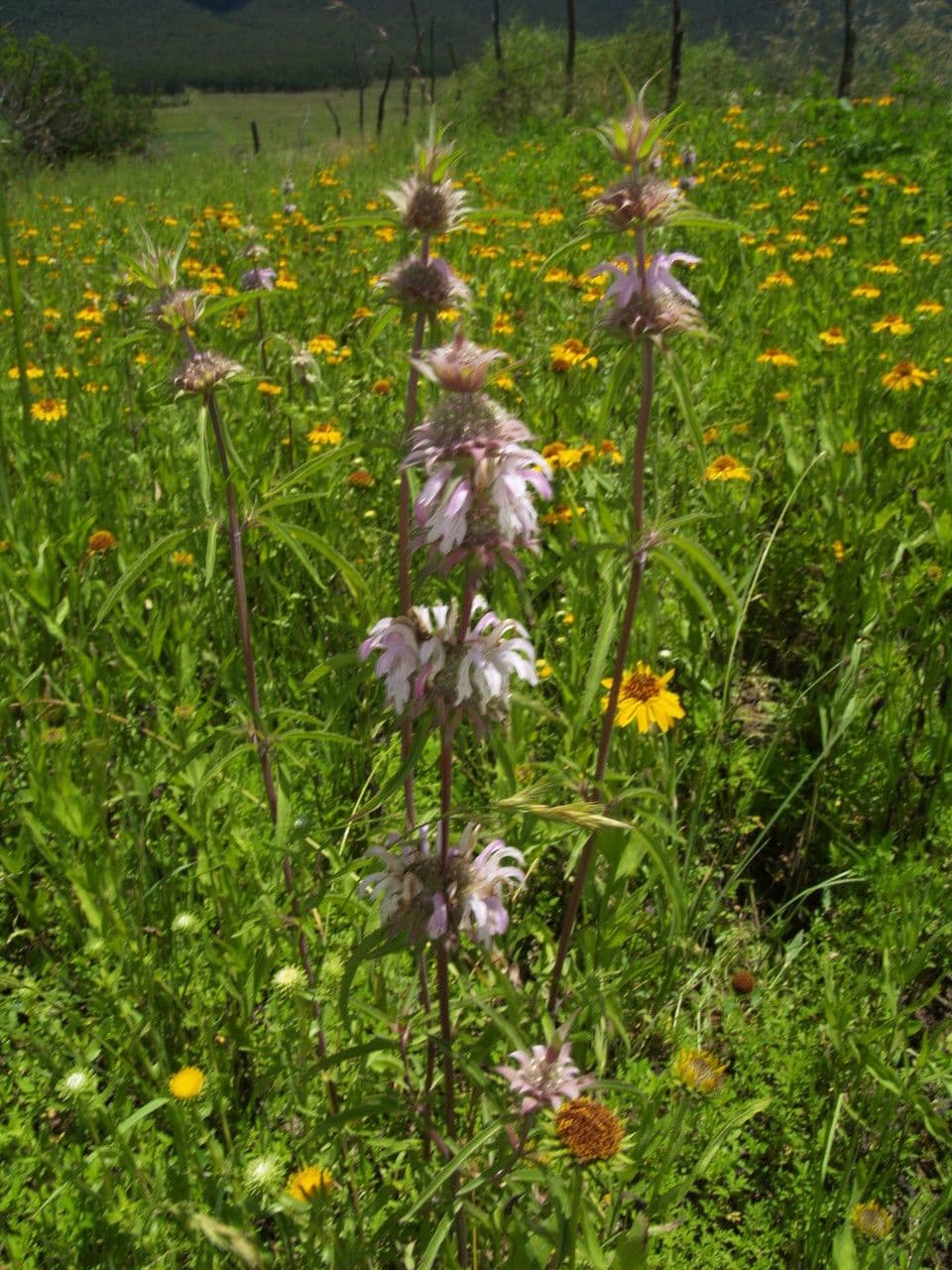 Monarde citronnée 7