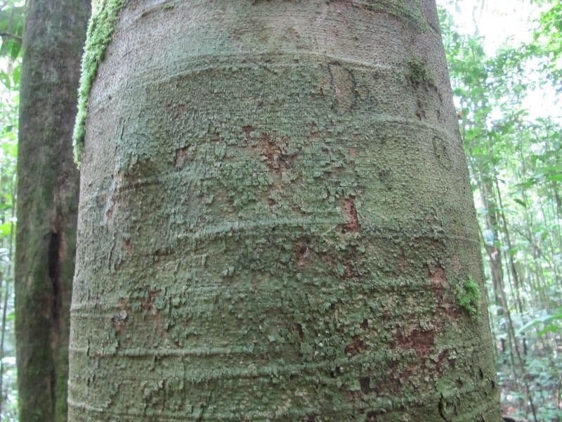 Batesia 5