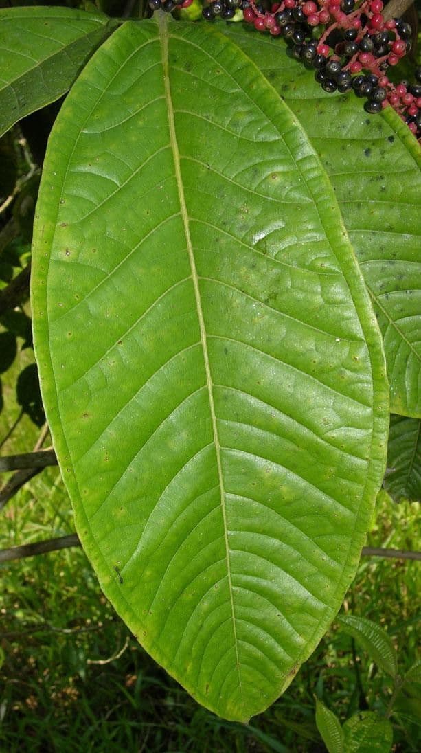 Miconia a tre nervature 9