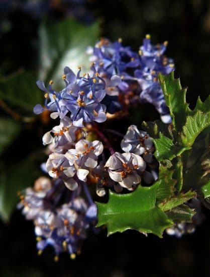 Ceanothus 2