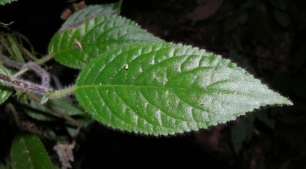 Drymonia pelosa 14