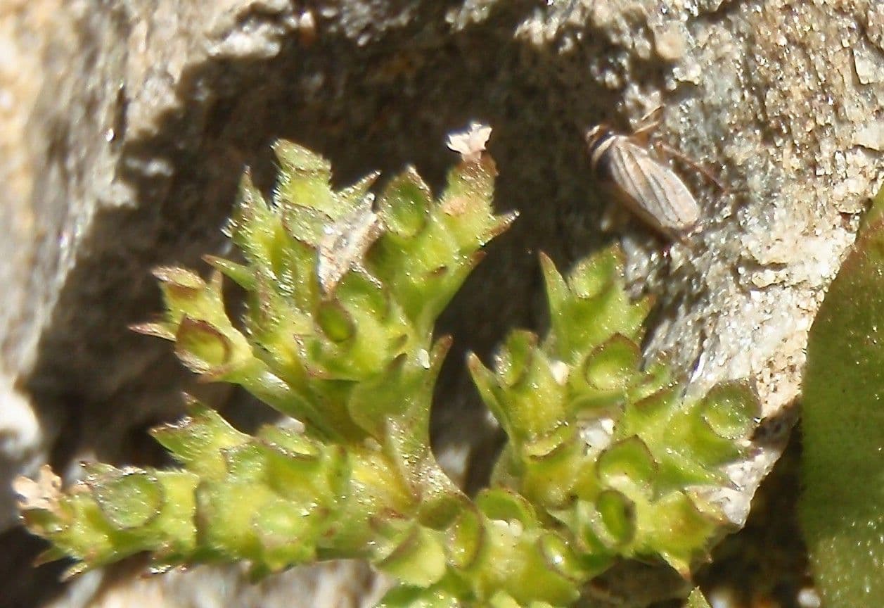 Valerianella coronata 2