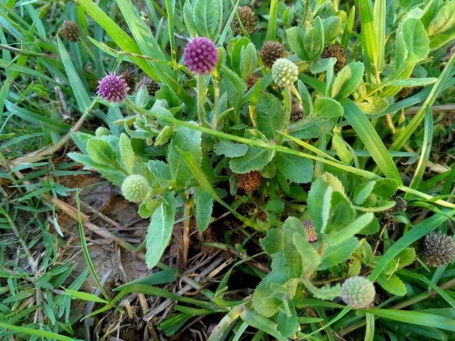 Sphaeranthus 8