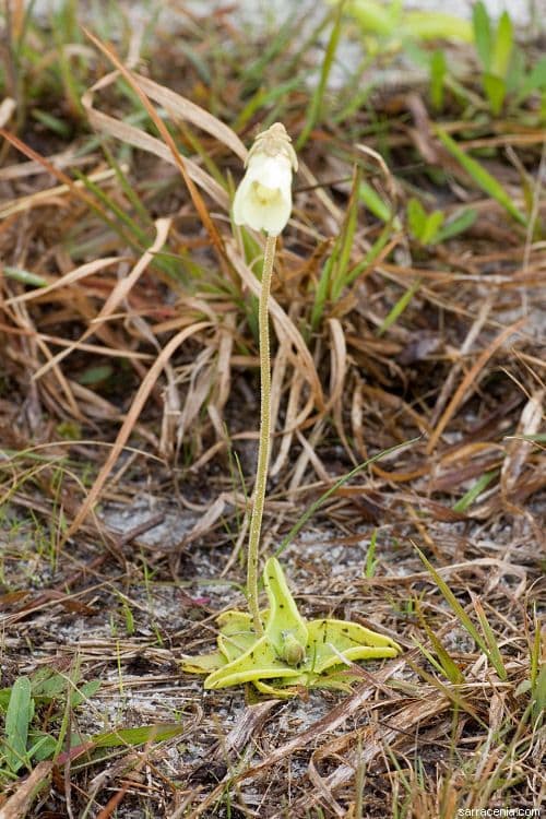 Pinguicula lutea 6