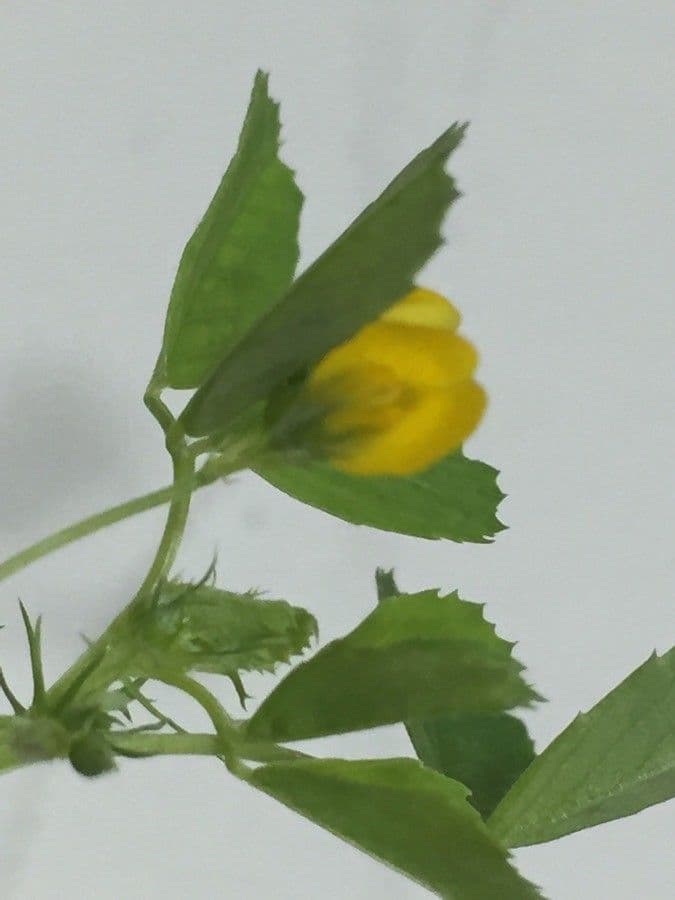 Erba medica orbicolare 9