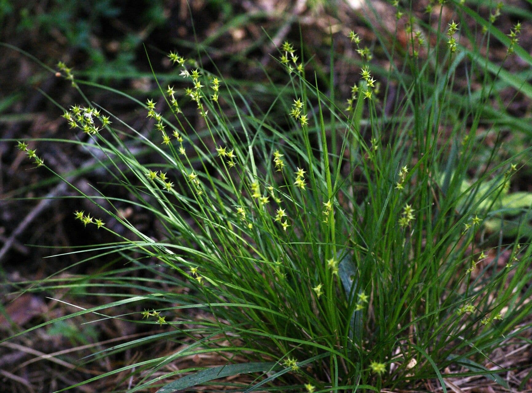 Carice stellata 12
