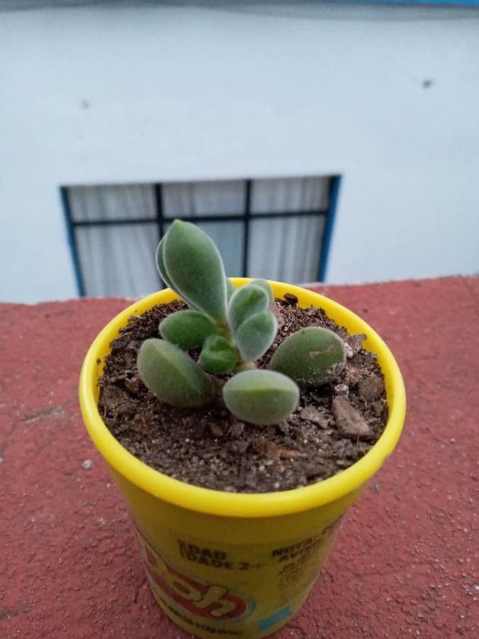 Crassula 6