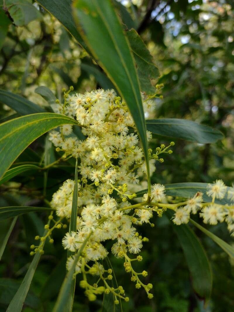Acacia falcata 2