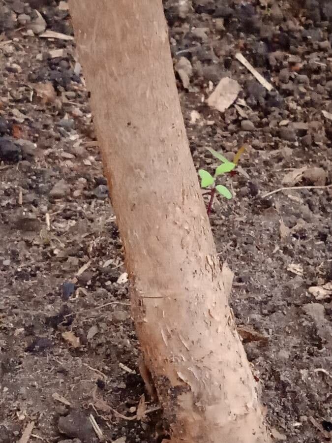 Ciliegio del Brasile 21
