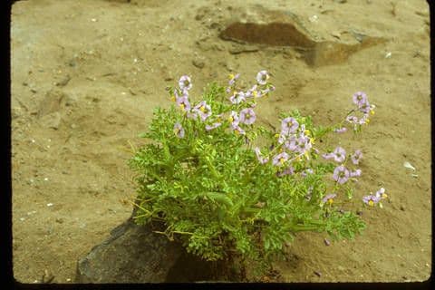 Solanum 11
