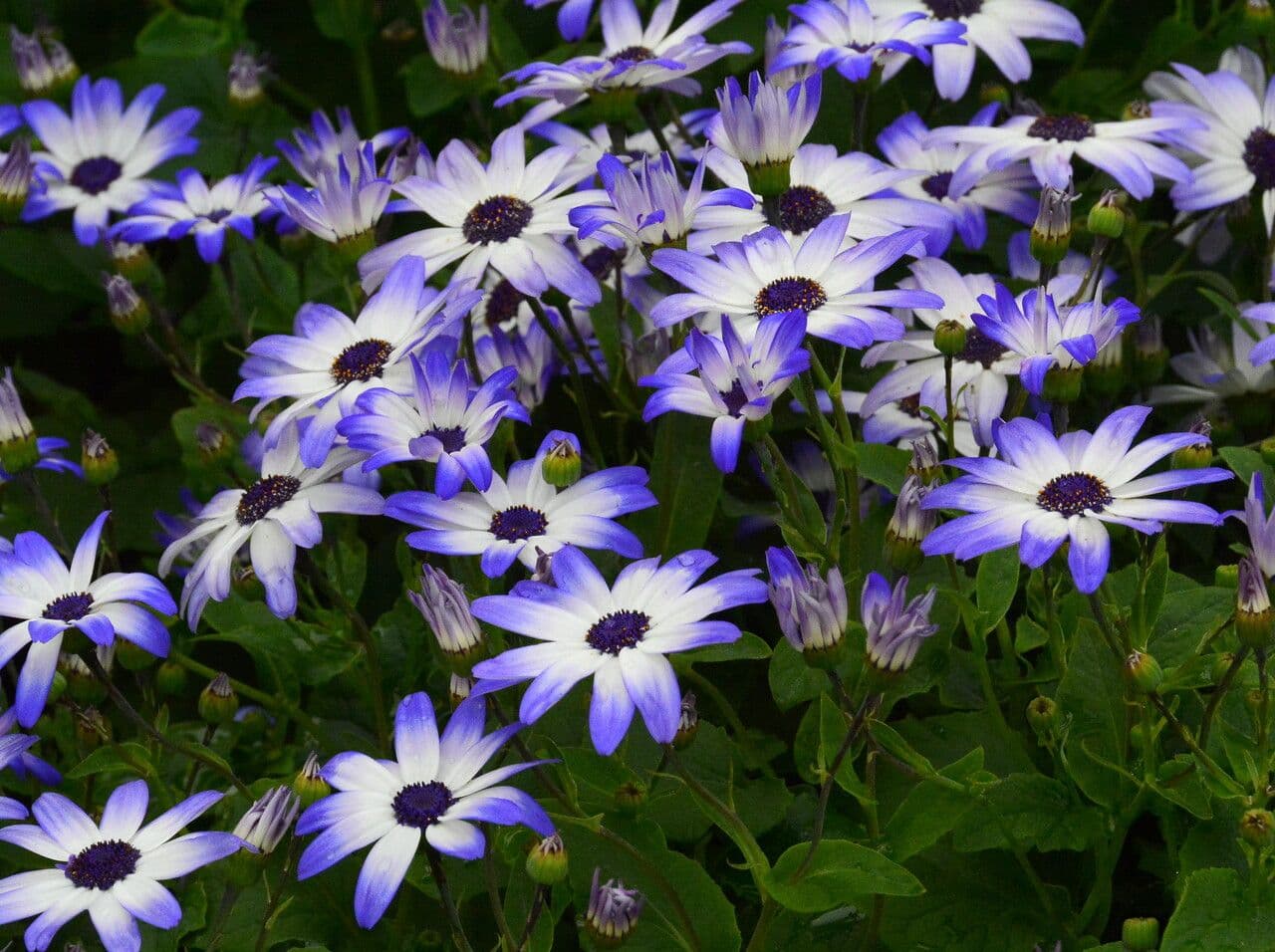 Pericallis 5