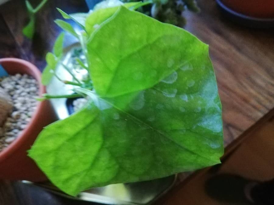 Gerrardanthus 2