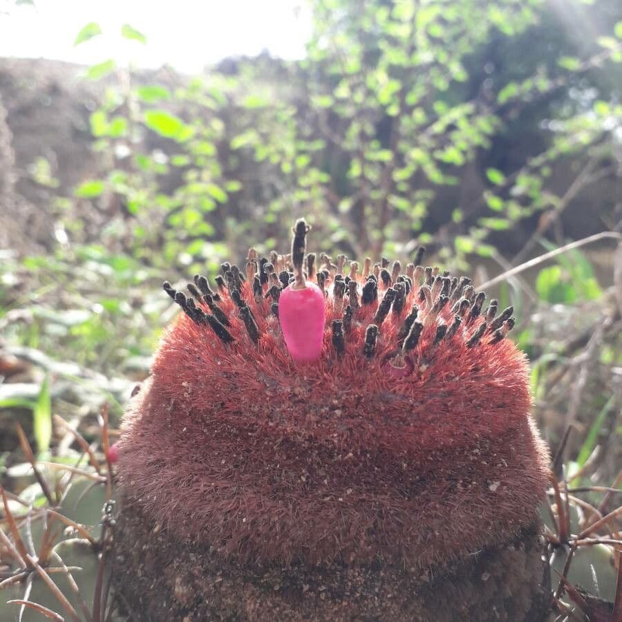 Melocactus nain