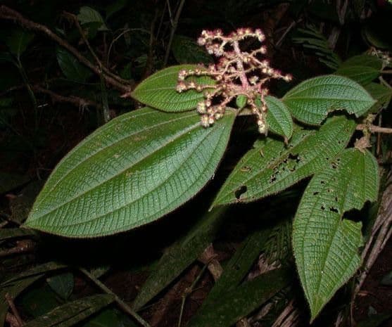 Miconia 21