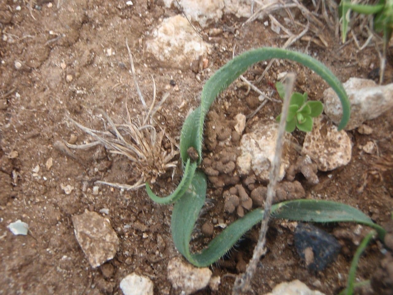Aglio Nano 16