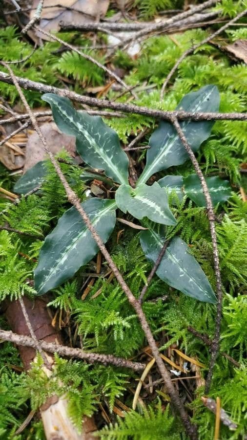 Goodyera oblongifolia 15