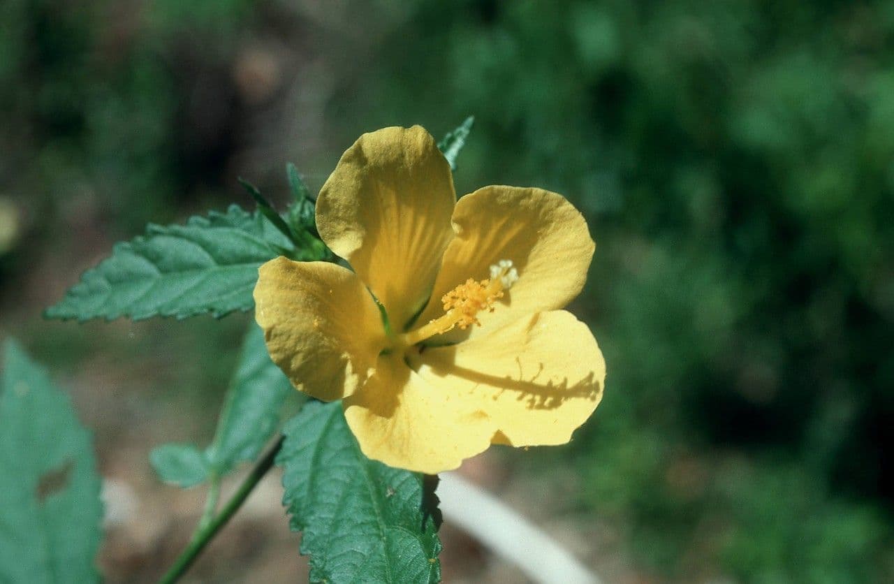Pavonia spinosa 2