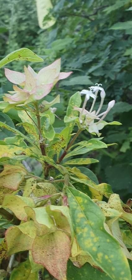 Dirichletia 5