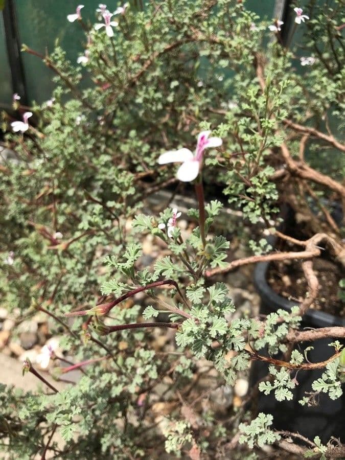 Geranium 6