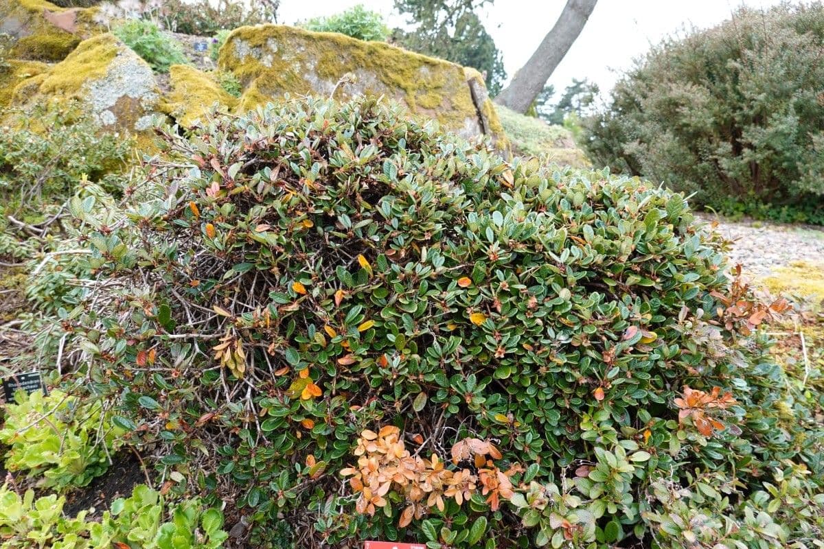 Rododendro 11