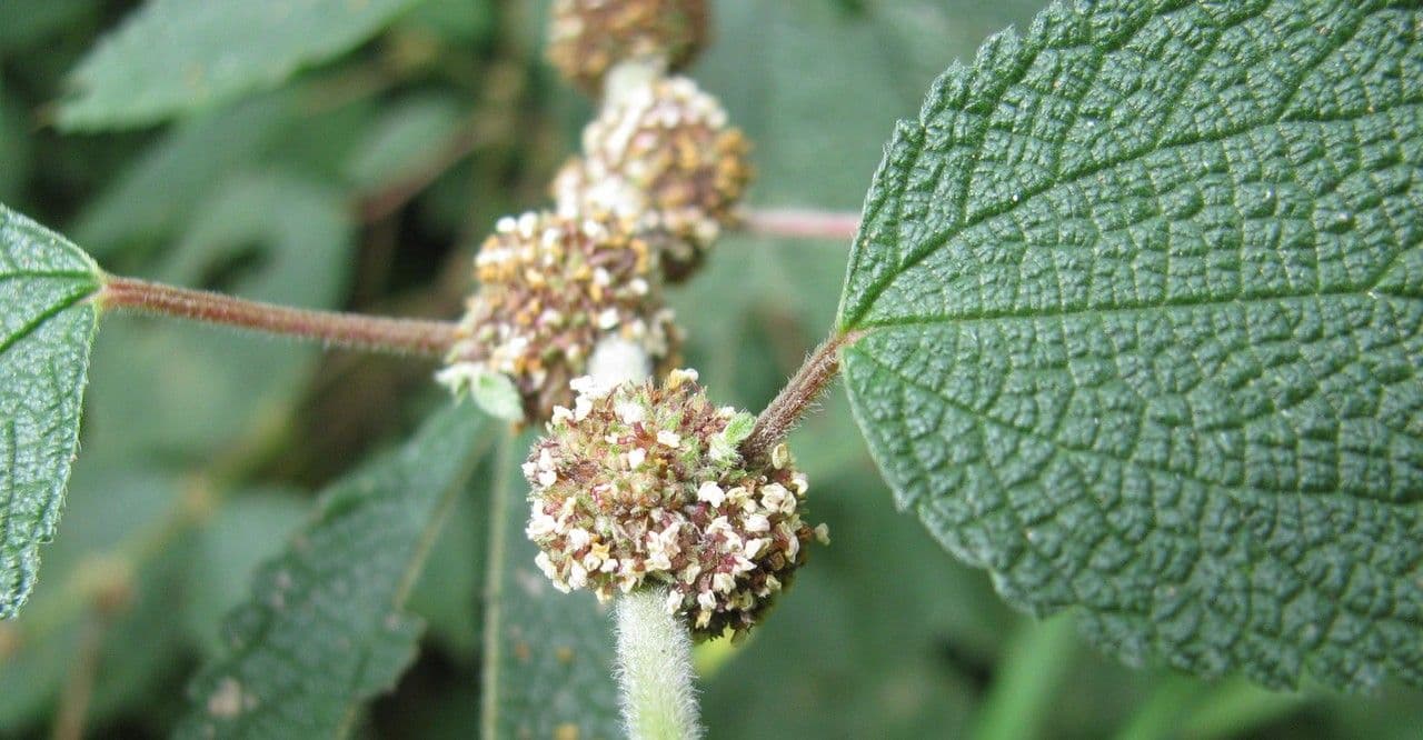 Phenax rugosus 2