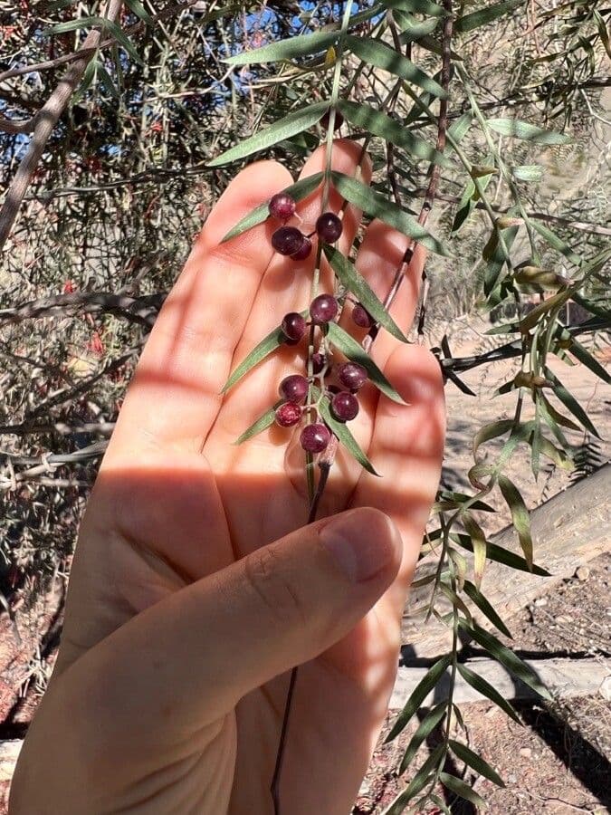 Schinus areira 2