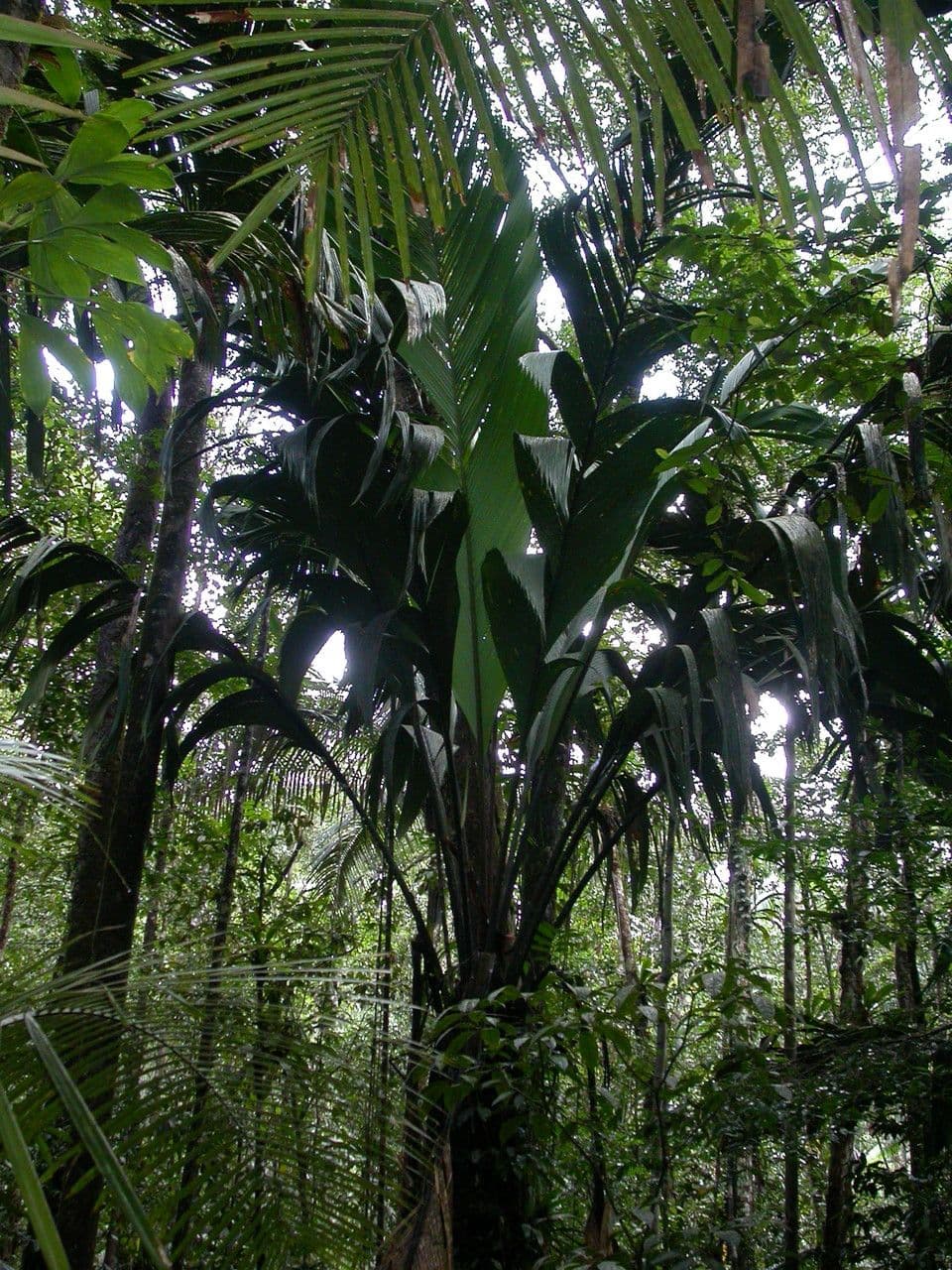 Manicaria saccifera 7