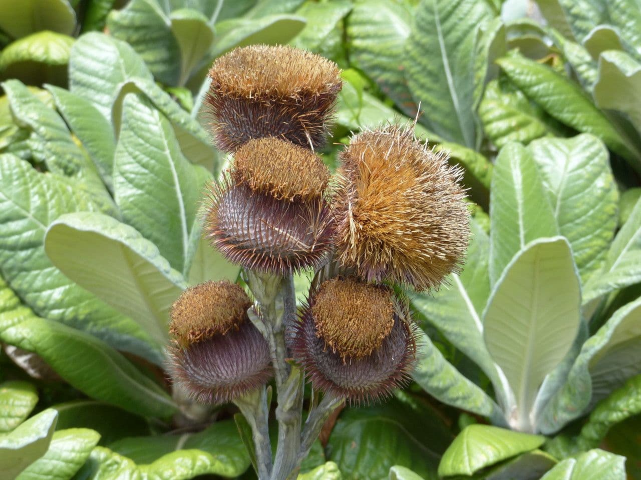 Große Oldenburgia