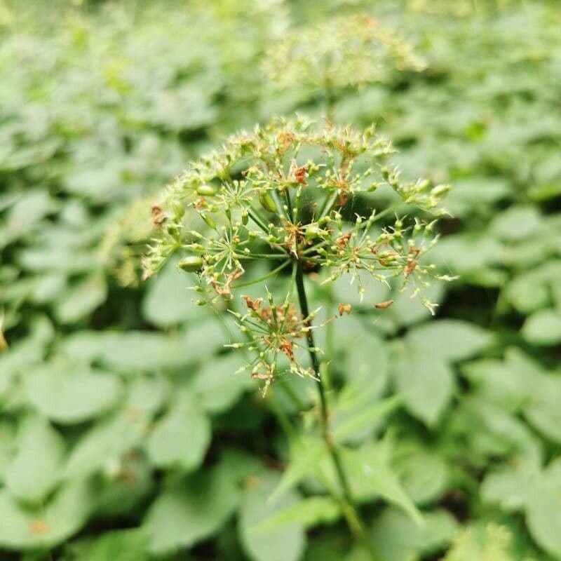 Criptotaenia canadensis 2