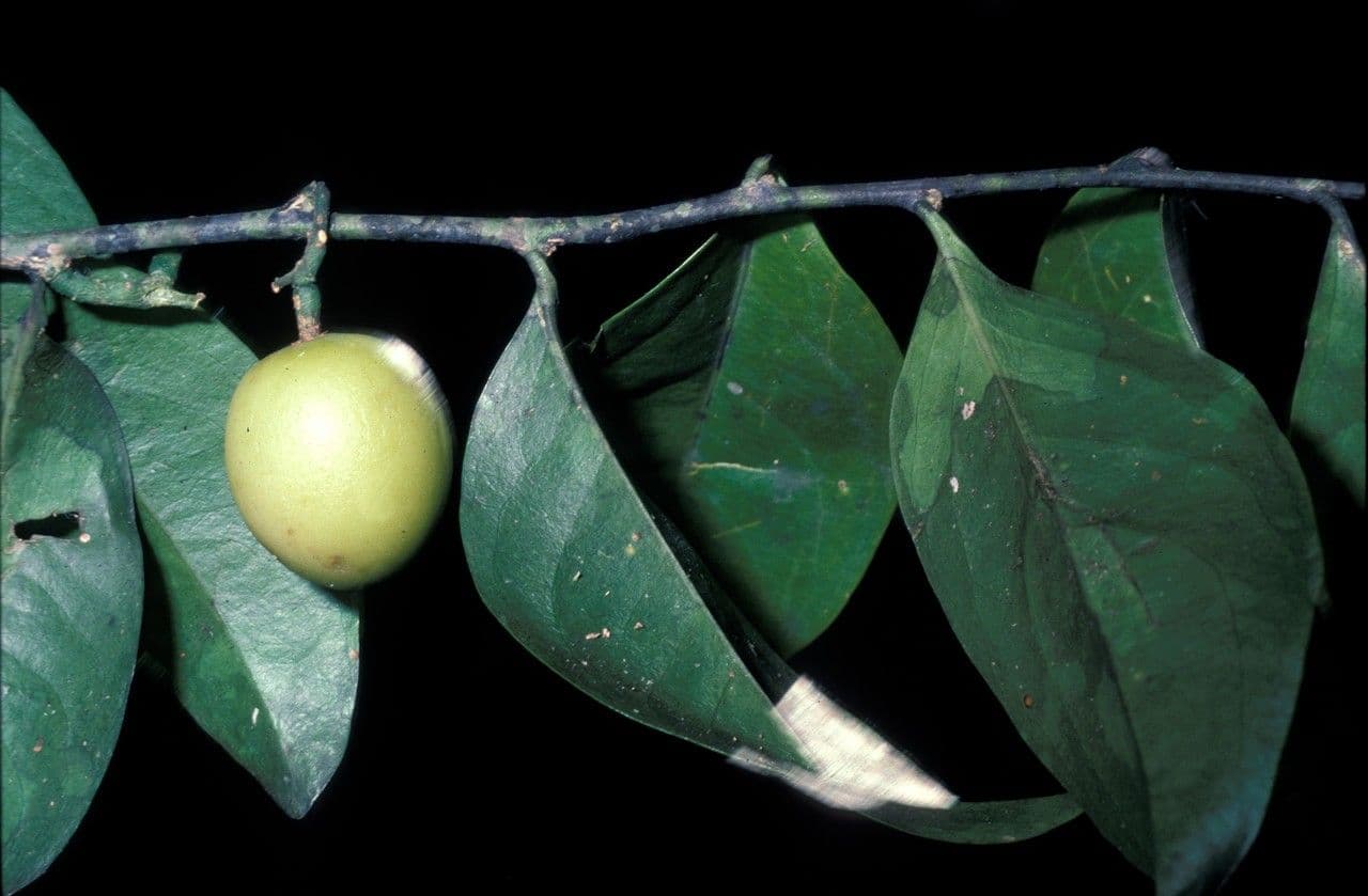 Agonandra