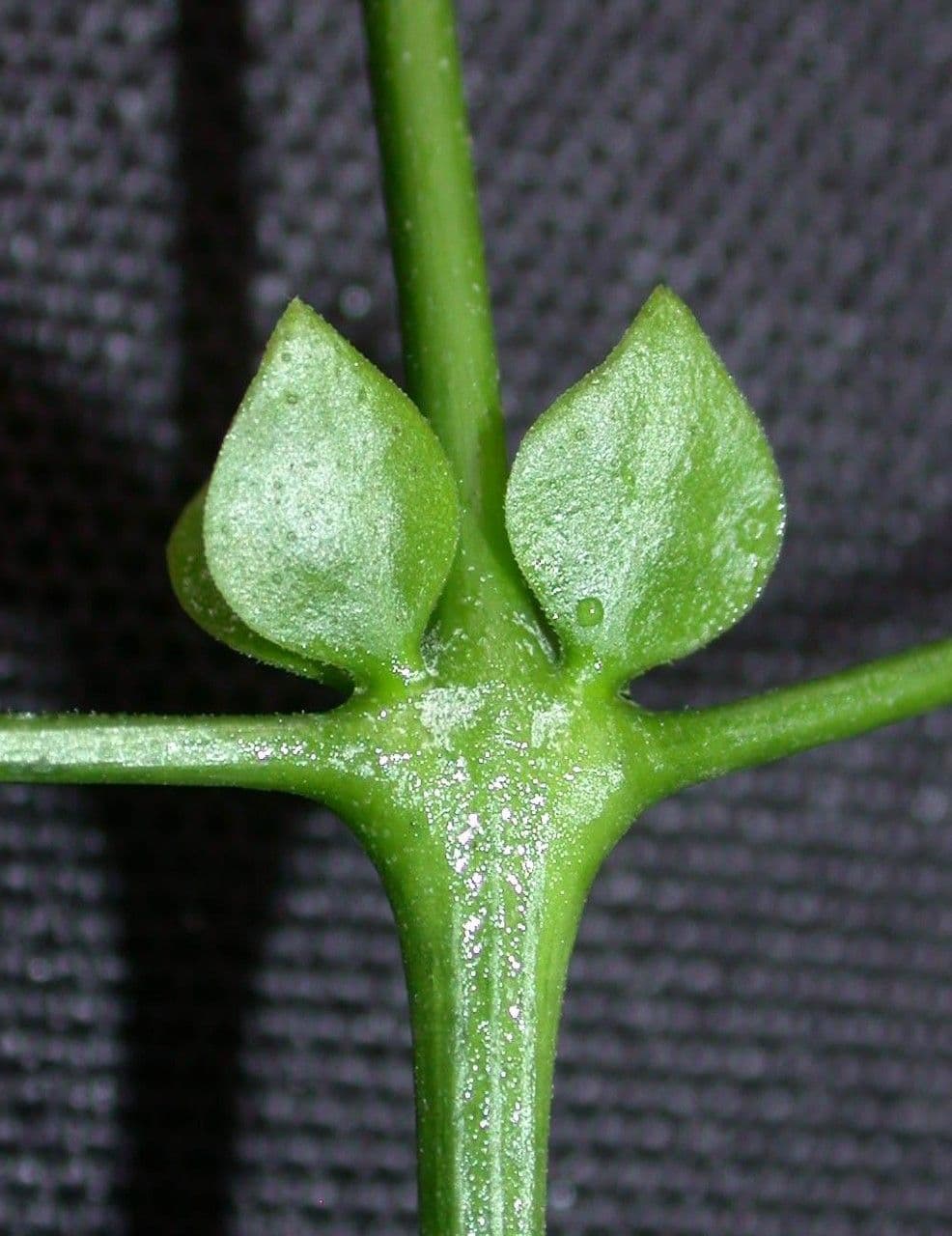 Anemopaegma 16