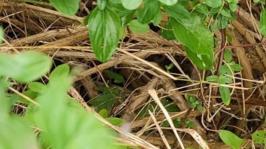 Salvia a foglie piccole 23