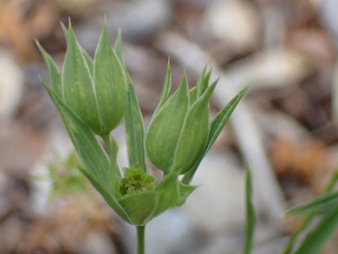 Bupleurum di Balden 12
