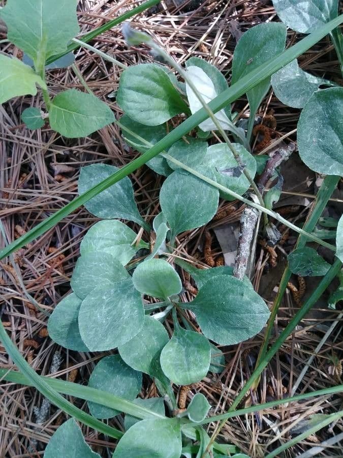 Antennaria de hoja de llantén 17