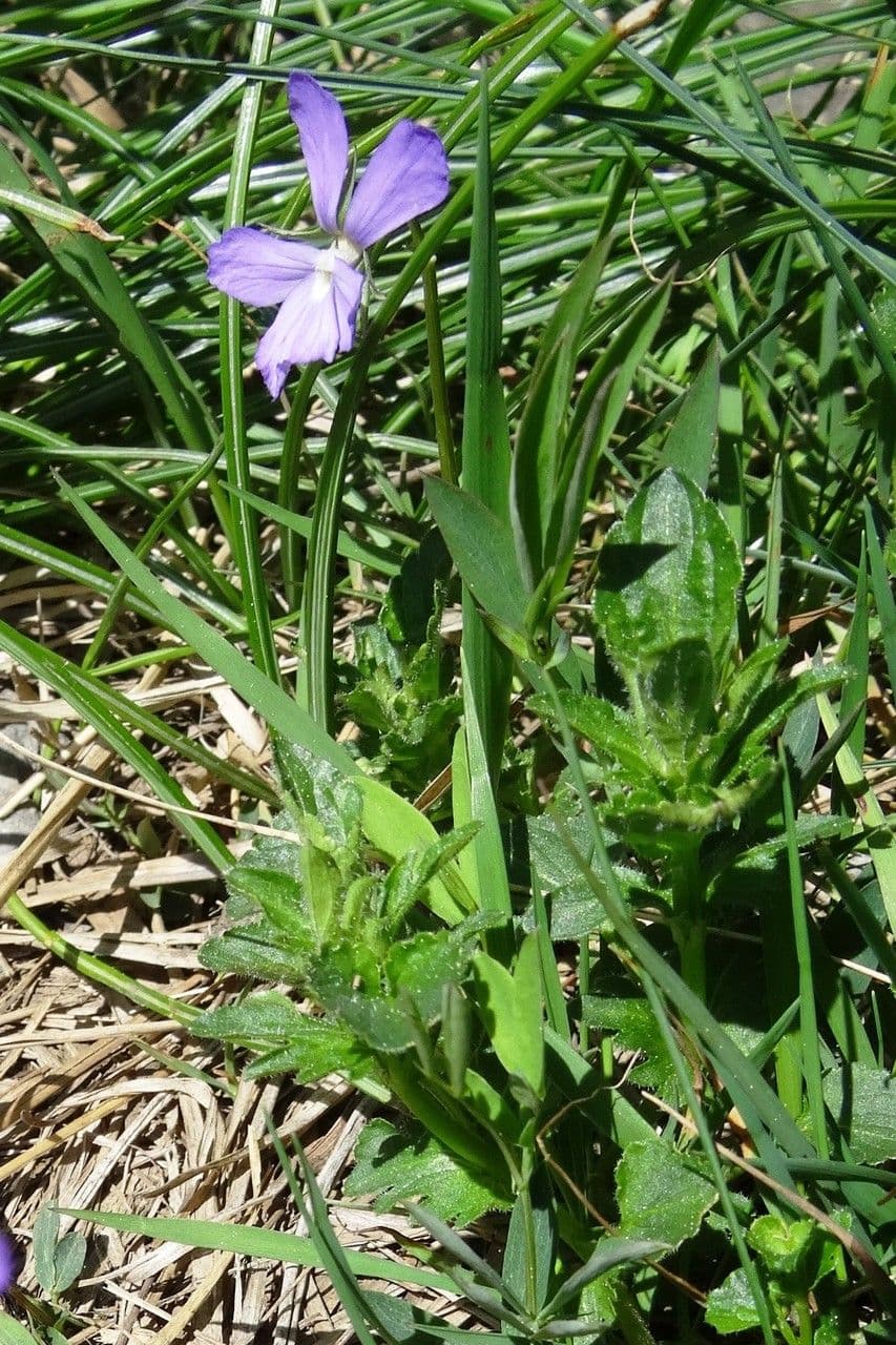 Bedding pansy 14