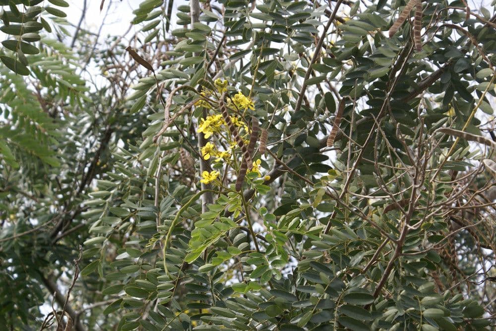 Vigna luteola 24