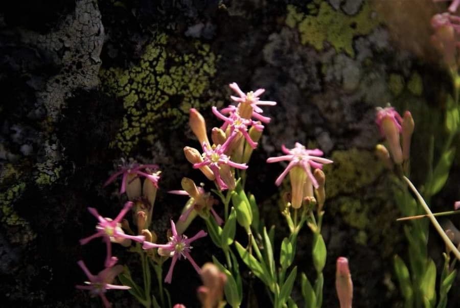 Silene 3