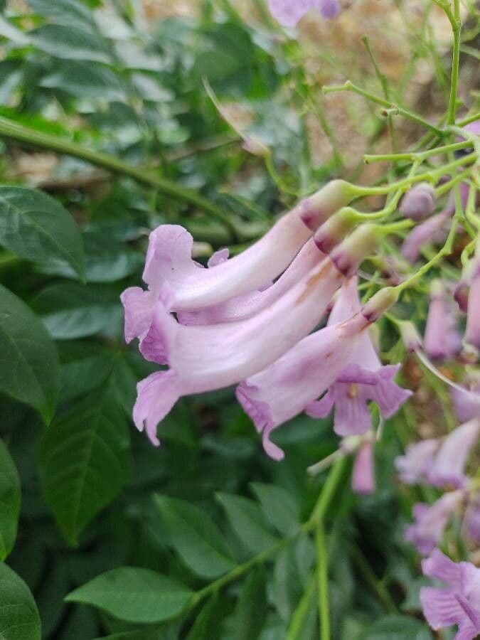 Jacaranda 3